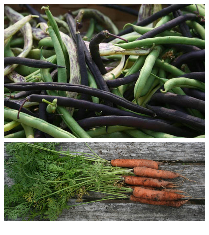 beans-and-carrots.jpg