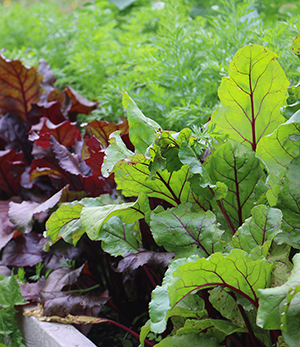 beets-planting-3.jpg