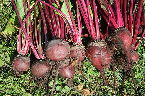 beets.jpg