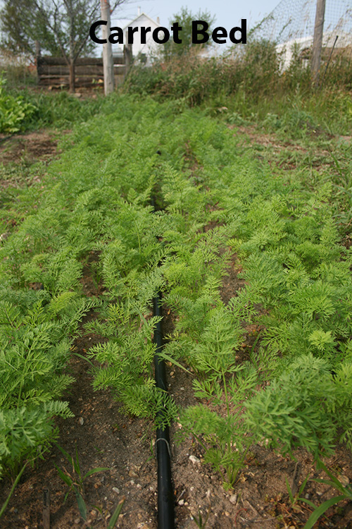 carrot-bed.jpg