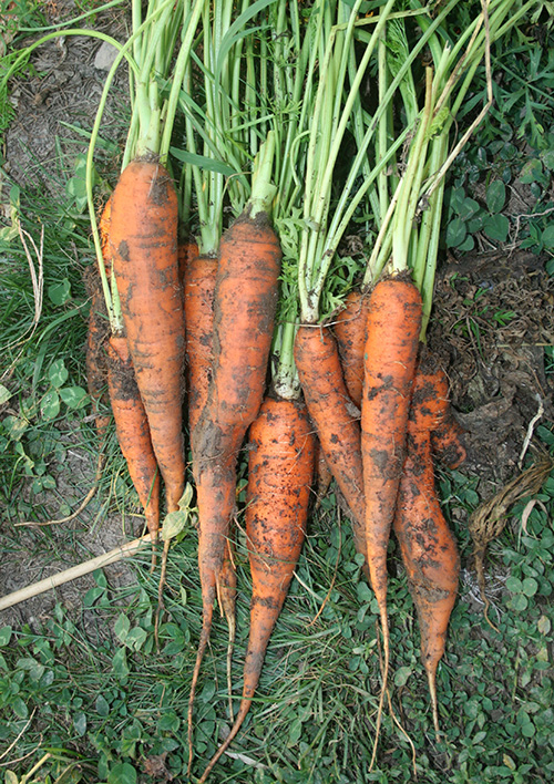carrots.jpg