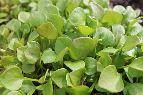 claytonia-1-small.jpg