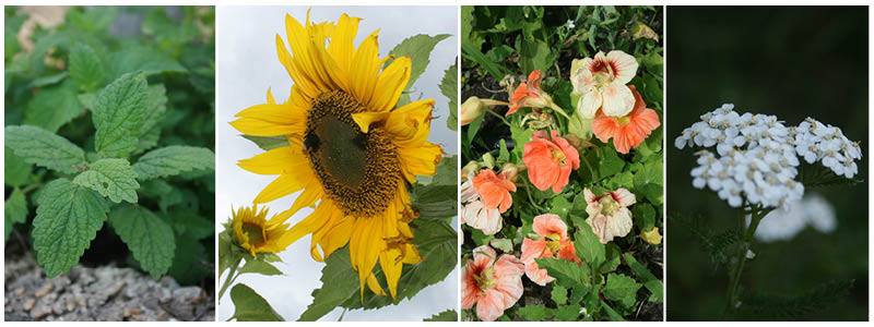 combo-flowers-and-herbs.jpg