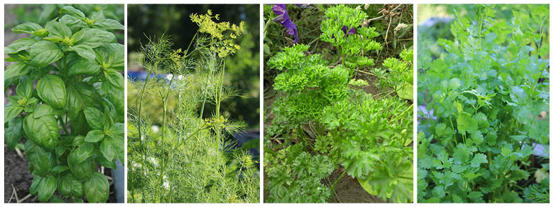 herbs-combo.jpg