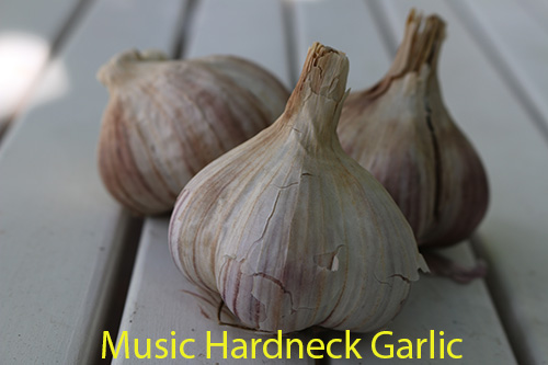 music-2-small-caption.jpg