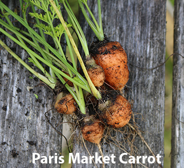 paris-market.jpg