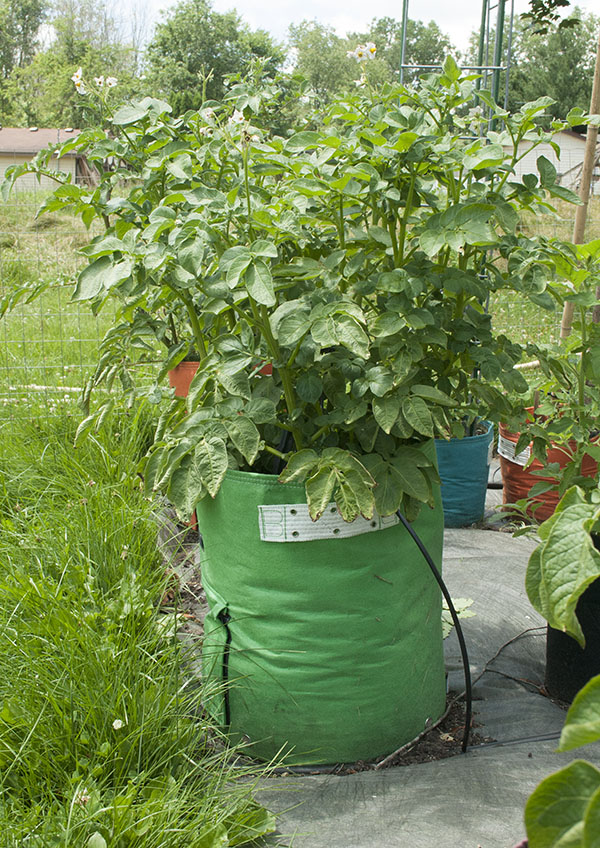 potato-bag.jpg