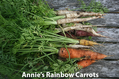 rainbow-carrots.jpg