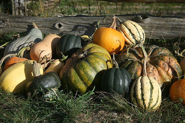 squash-small-tall.jpg