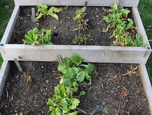 swiss-chard-1-small.jpg