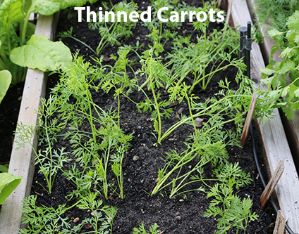 thinned-carrots.jpg